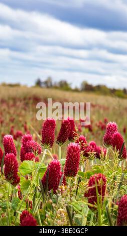 Crimson Clover Bloom, Agricultural Field in Togston, Northumberland, Mai 2025 Stockfoto