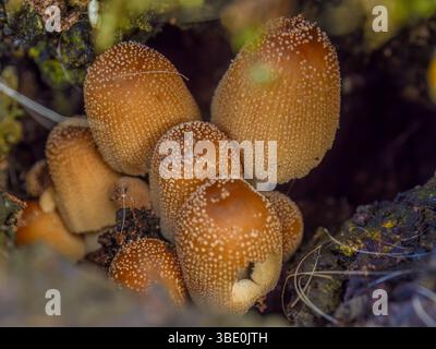 Makrofotografie einer Kolonie von Coprinellus-Pilzen, die auf einem abfallenden Baumstamm wächst, in einem Wald in den östlichen Andengebirgen Zentralkolumbiens. Stockfoto
