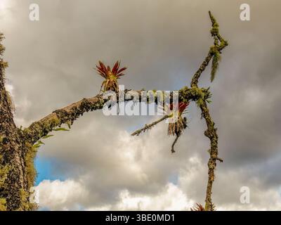 Zwei tillandsia-Pflanzen hängen an einem Flechtenbedeckten Erlenzweig, an einem bewölkten Himmel, in einem Wald in den östlichen Andenbergen Kolumbiens. Stockfoto