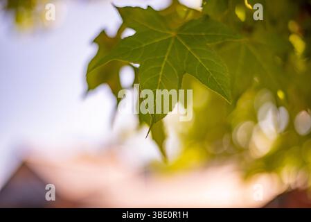 Blätter im Herbst Stockfoto