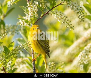 Ein gelber Warbler thront inmitten der Chokecherry-Blüten. Stockfoto