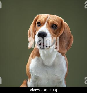 Ein Beagle sitzt aufrecht auf einem modernen weißen Stuhl vor grünem Hintergrund. Der entspannte und dennoch selbstbewusste Ausdruck des Hundes verleiht der Komposition Charme. Stockfoto