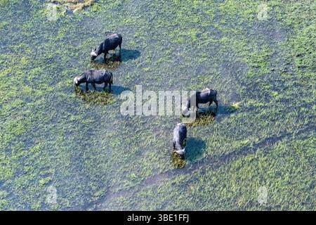 Luftaufnahme einer Gruppe von Büffeln, die im Okavango-Delta grasen. Stockfoto