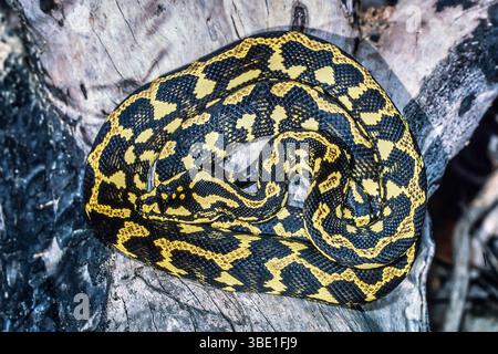 Australischer Dschungelteppich Python hat sich auf Baumstamm zusammengerollt Stockfoto