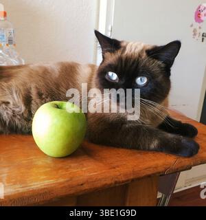 Eine siamesische Katze mit auffälligen blauen Augen liegt neben einem frischen grünen Apfel auf einem Holztisch, die Niedlichkeit und Kontrast vereint. Stockfoto
