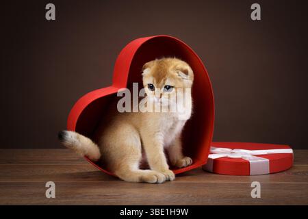 Ein goldenes Kätzchen sitzt in einer roten, herzförmigen Box auf einem Holztisch. Die warme Komposition unterstreicht das weiche Kätzchen-Fell und das verspielte Auftreten. Stockfoto