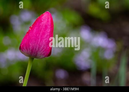 Eine Nahaufnahme einer rosa Tulpenknospe fällt auf, inmitten eines sanft verschwommenen Hintergrunds aus Grün und kleinen violetten Blüten, die die Schönheit des Frühlings verdeutlichen Stockfoto