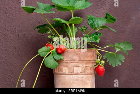 Erdbeerpflanze mit Reifen roten Früchten und sattgrünen Blättern, die in einem dekorativen Tontopf an einer braunen Wand wachsen. Perfekt für Gartenarbeit, hausgemachte Foo Stockfoto