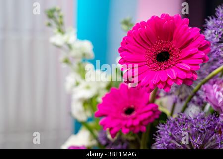 Leuchtende rosa Gerbera-Gänseblümchen sind in einer fröhlichen Innenumgebung zwischen weißen und violetten Blüten sichtbar. Der Hintergrund ist mit weichem PA versehen Stockfoto