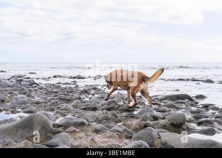 Sehr anpassungsfähiger, verlassener, obdachloser streunender Hund, der am Meer nach Nahrung sucht. Stockfoto