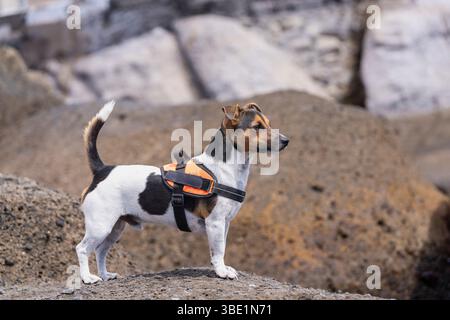 Porträt von Jack Russell Terrie am Strand. Glatter Mantel Jack Russell Terrier auf vulkanischen Felsen, an der Küste. Seitenansicht. Stockfoto