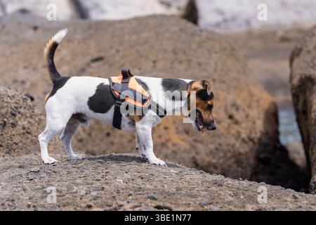 Porträt von Jack Russell Terrie am Strand. Glatter Mantel Jack Russell Terrier auf vulkanischen Felsen, an der Küste. Seitenansicht. Stockfoto