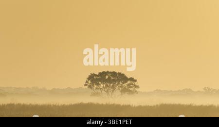 Sonnenaufgang orange leuchten über Grasland Wiesen Farm mit einzelnen Bäumen Silhouette mit Morgennebel und Nebel Victoria, Australien Stockfoto