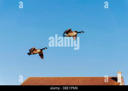Zwei Kanadiengänse fliegen über dem Dach eines Wohnhauses vor einem klaren blauen Himmel Stockfoto