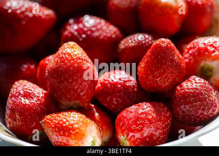 Nahaufnahme reifer roter Erdbeeren in einer weißen Schüssel, wunderschön beleuchtet durch sanftes natürliches Sonnenlicht. Perfekt für Themen wie Frische, Sommer und gesundes Essen Stockfoto