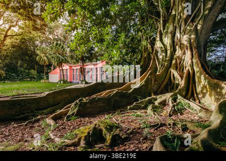 Der alte Banyan-Baum mit massiven Wurzeln und einem fernen Gebäude in üppiger Landschaft der Azoren. Tropischer Wald, mächtige Natur, architektonisches Element, Vibran Stockfoto