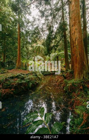 Verzauberter Waldstrom umgeben von hoch aufragenden Bäumen und üppigen grünen Fernern. Ruhige Wälder, ruhige Natur, magische Atmosphäre, lebhaftes Laub, Pris Stockfoto
