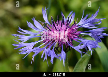 Mountain Cornflower, Montane Knapweed, Mountain Bluet (Cyanus montanus, Centaurea montana) Stockfoto