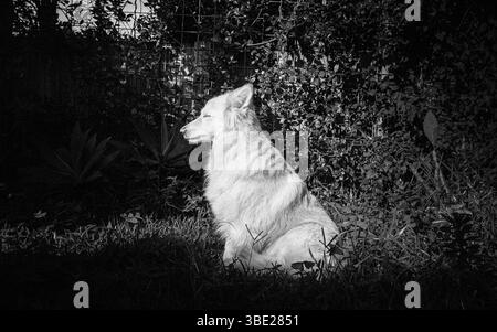 Schöner weißer und goldener deutscher Schäferhund Stockfoto