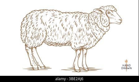 Schaf, Lamm, Hammel. Vintage-Retro-Druck Stock Vektor