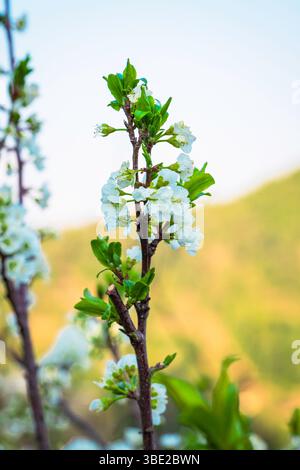 Nahaufnahme der blühenden Apfelbaumblüten im Frühjahr – Uttarakhand, Indien Stockfoto
