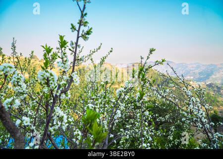 Nahaufnahme der blühenden Apfelbaumblüten im Frühjahr – Uttarakhand, Indien Stockfoto