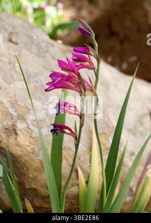 Wilde Gladiolus, Gladiolus illyricus, Iridaceae. Mittelmeerraum Europa. Gladiolus illyricus, der wilde Gladiolus, ist eine blühende Pflanze. Stockfoto