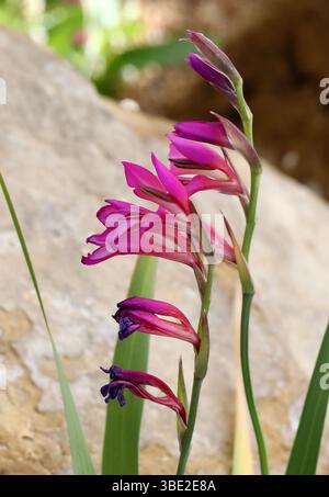 Wilde Gladiolus, Gladiolus illyricus, Iridaceae. Mittelmeerraum Europa. Gladiolus illyricus, der wilde Gladiolus, ist eine blühende Pflanze. Stockfoto
