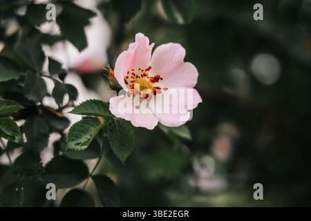 Eine zarte rosafarbene Hagebuttenblüte in voller Blüte, ihre weichen Blütenblätter und komplizierten Details strahlen natürliche Schönheit aus. Stockfoto