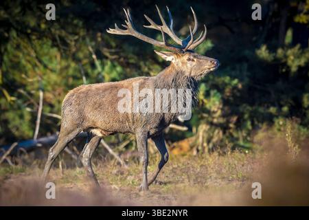 Rotwild männlich, Cervus elaphus, hirschbrunft, während der Paarungszeit auf einem Feld in der Nähe von einem Wald in lila Heidekraut blüht. Nationalpark De Hoge Veluwe, das Ne Stockfoto