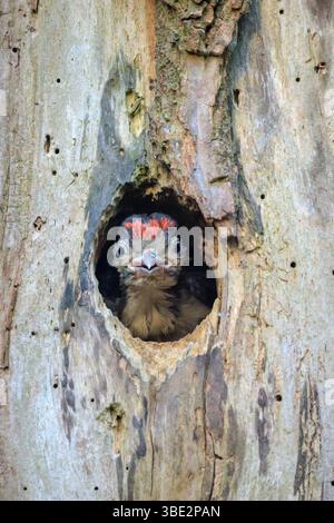 Nahaufnahme eines jungen Großspechtvogels, Dendrocopos Major, in einem Baumnest in einem Wald Stockfoto