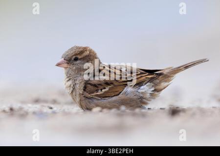 Nahaufnahme eines Hausspatzes, Passer domesticus, der ein Staub- oder Sandbad hat. Stockfoto