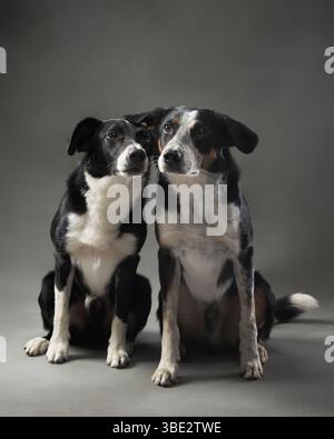 Zwei Border Collies sitzen eng zusammen, einer beugt sich zum anderen. Ihre freundliche Interaktion wird vor dem neutralen Hintergrund hervorgehoben. Stockfoto