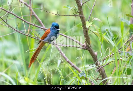 African paradise Schopftyrann (Terpsiphone viridis) Stockfoto