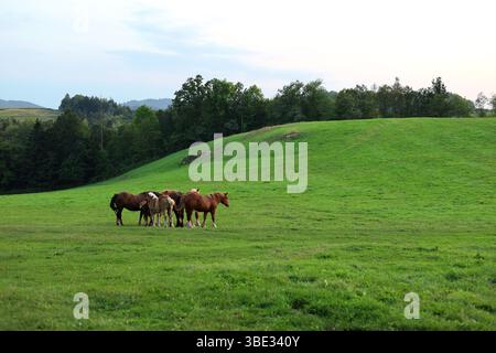 Herde der braunen, wilden Pferde auf der malerischen Hochlandwiesen Stockfoto