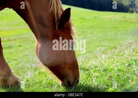 Braune Wildpferdefütterung auf der grünen Wiese an einem Sommertag Stockfoto