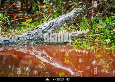 USA, Florida, amerikanischer Alligator (Alligator mississipiensis), öffnet seine Kiefer, Sanibel Island, JN Ding Darling National Wildlife Refuge Stockfoto