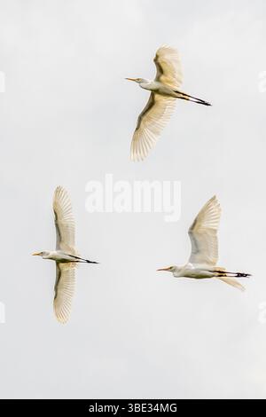 Indonesien, Insel Sumatra, Provinz Jambi, Flug von schneebedeckten Reihern (Egretta thula) über den Fluss Batang Sangir Stockfoto