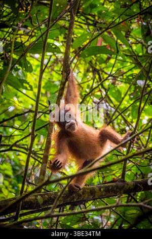 Indonesien, Insel Sumatra, Kabupaten Langkat, Kecamatan Bohorok, Bukit Lawang, Gunung Leuser National Park (Mount Leuser National Park), Baby Sumatran Orang Utan Stockfoto