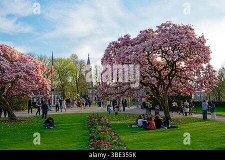 Frankreich, Bas Rhin, Straßburg, Neustadt aus dem deutschen Zeitraum als Weltkulturerbe von der UNESCO, Place de la Republique, Magnolie in voller Blüte, Krieg, Denkmal, eine Mutter hält Ihr zwei sterben Kinder, schaut man über Frankreich und der andere schaut über Deutschland und der Kathedrale Notre Dame im Hintergrund Stockfoto
