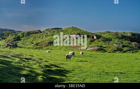 Ruhige Aussicht auf Schafe, die auf einem malerischen grünen Hügel mit felsigen Elementen unter einem wunderschönen blauen Himmel ruhen und grasen. Stockfoto