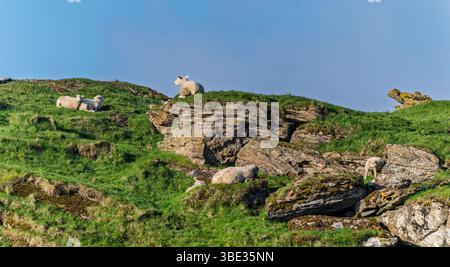Ruhige Aussicht auf Schafe, die auf einem malerischen grünen Hügel mit felsigen Elementen unter einem wunderschönen blauen Himmel ruhen und grasen. Stockfoto