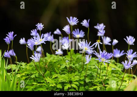 Anemone Blanda Blumen wehen im Wind. Blaue Blütenblätter von Windblumen isoliert vor dunklem Hintergrund. Garten- oder Wachstumskonzept. Dublin, Irland Stockfoto