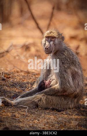 Simbabwe, Provinz Matabeleland septentrional, Bezirk Hwange, Chacmas-Pavian (Papio ursinus), Weibchen, das ihre Jungen säugt. Stockfoto