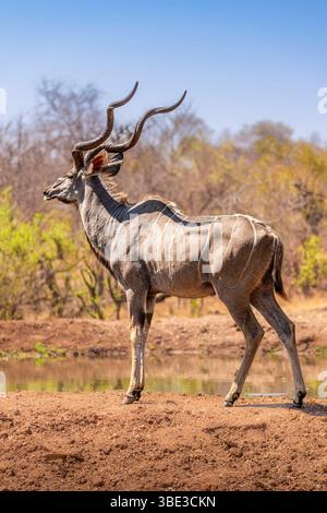 Simbabwe, Provinz Matabeleland septentrional, Bezirk Hwange, Großkudu (Tragelaphus strepsiceros) männlich Stockfoto