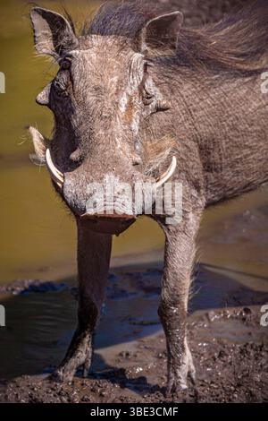 Simbabwe, Provinz Matabeleland septentrional, Bezirk Hwange, Warzenschwein (Phacochoerus africanus) männlich Stockfoto