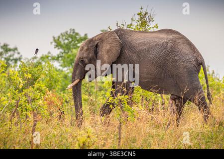 Simbabwe, Provinz Matabeleland septentrional, Bezirk Hwange, Nationalpark Hwange, afrikanischer Elefant (Loxodonta africana) Stockfoto