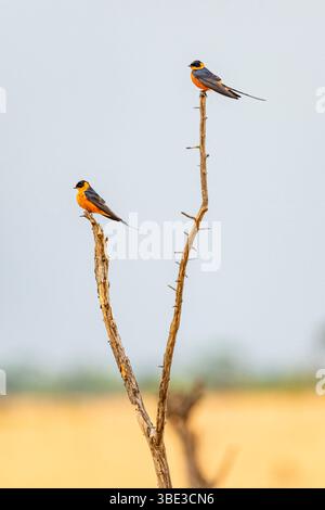 Simbabwe, Provinz Matabeleland septentrional, Bezirk Hwange, Nationalpark Hwange, Rotbauchschwalben (Cecropis semirufa) Stockfoto