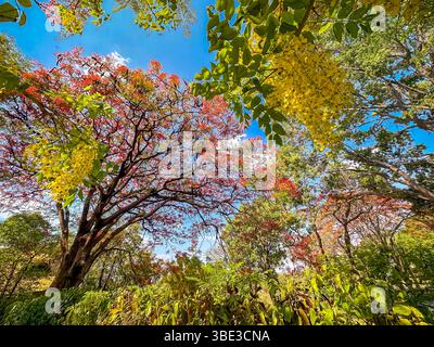 Simbabwe, Provinz Matabeleland septentrional, Bezirk Hwange, Bäume in der Stadt Victoria Falls blühen Stockfoto