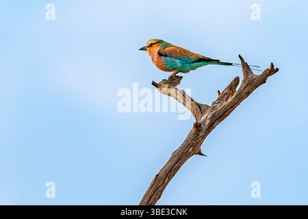 Simbabwe, Provinz Matabeleland septentrional, Bezirk Hwange, Nationalpark Hwange, Langschwanzwalze (Coracias caudatus) Stockfoto